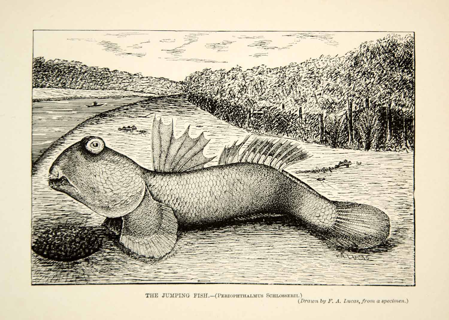 1910 Wood Engraving Periophthalmus Schlosseri Mudskipper Jumping Fish Asia TYJ1