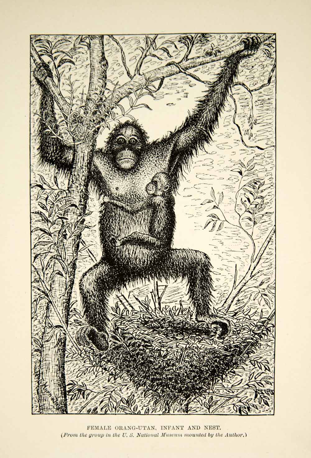 1910 Wood Engraving Orangutan Female Infant Nest Borneo William T. Hornaday TYJ1