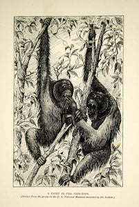 1910 Wood Engraving Male Orangutans Fighting Apes Treetops Borneo Wildlife TYJ1