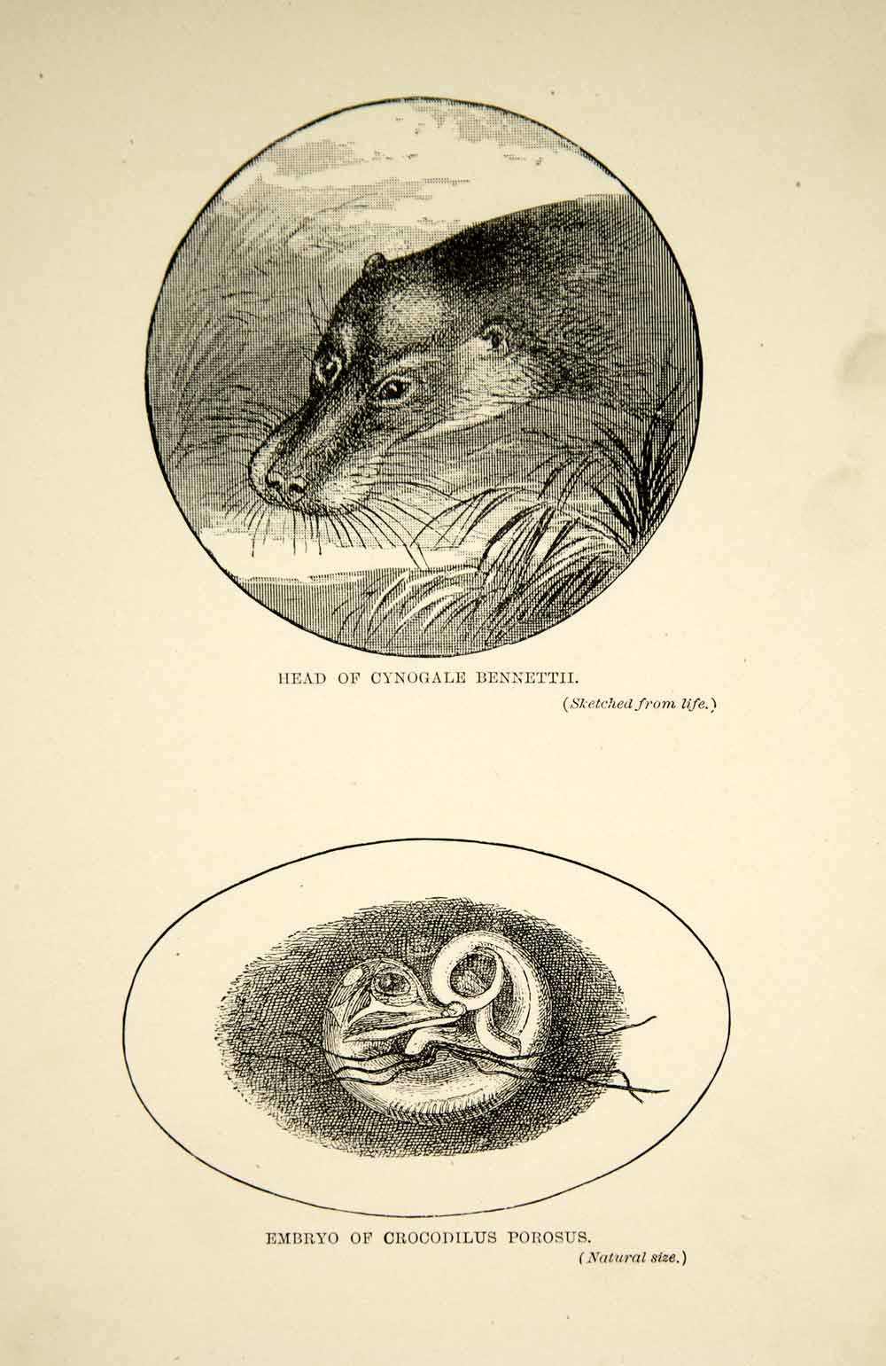 1910 Wood Engraving Otter Civet Saltwater Crocodile Embryo Wildlife Asia TYJ1