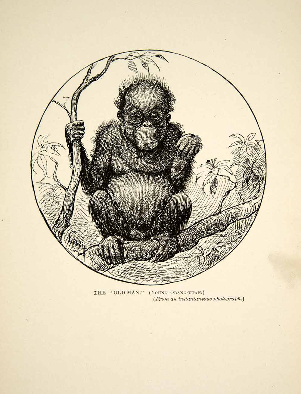 1910 Wood Engraving Orangutan Infant Baby Ape Malaysia Wildlife Animal TYJ1
