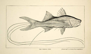 1910 Wood Engraving Thread Fish Polynemus Paradiseus Paradise Threadfin TYJ1