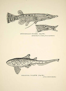 1910 Wood Engraving Giant Pikehead Zebra Shark Fish East Indies Wildlife TYJ1