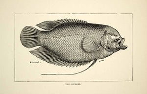 1910 Wood Engraving Gourami Freshwater Perciform Fish East Indies Wildlife TYJ1