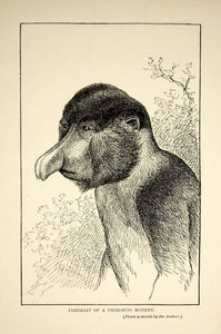1910 Wood Engraving Proboscis Monkey Long-Nosed Borneo William Hornaday TYJ1