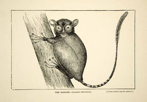 1910 Wood Engraving Spectral Tarsier Primate Indonesia William T. Hornaday TYJ1