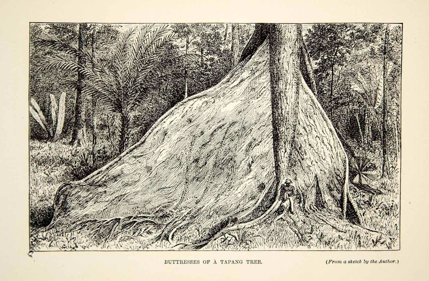 1910 Wood Engraving Tapang Tree Buttress Roots Rainforest Borneo Hornaday TYJ1