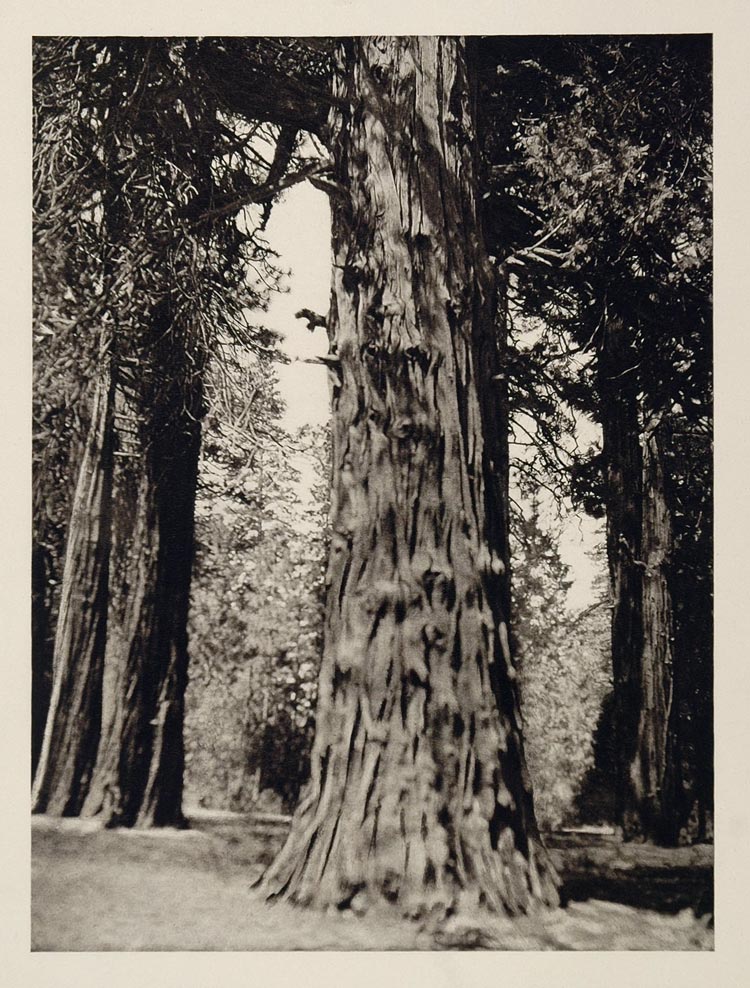 1927 Sequoias Mariposa Grove Yosemite Park California - ORIGINAL US1
