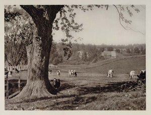 1927 Cows Westchester County Pennsylvania Landscape - ORIGINAL PHOTOGRAVURE US2