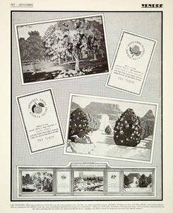 1927 Print Empire Fruit Seasonal Advertising Ripe Australia South Africa VENA3