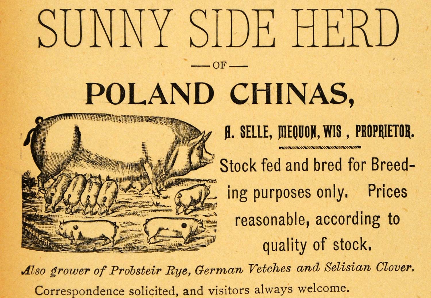 1893 Ad Poland China Hogs Pigs A. Selle Mequon Wis. - ORIGINAL ADVERTISING WFI1