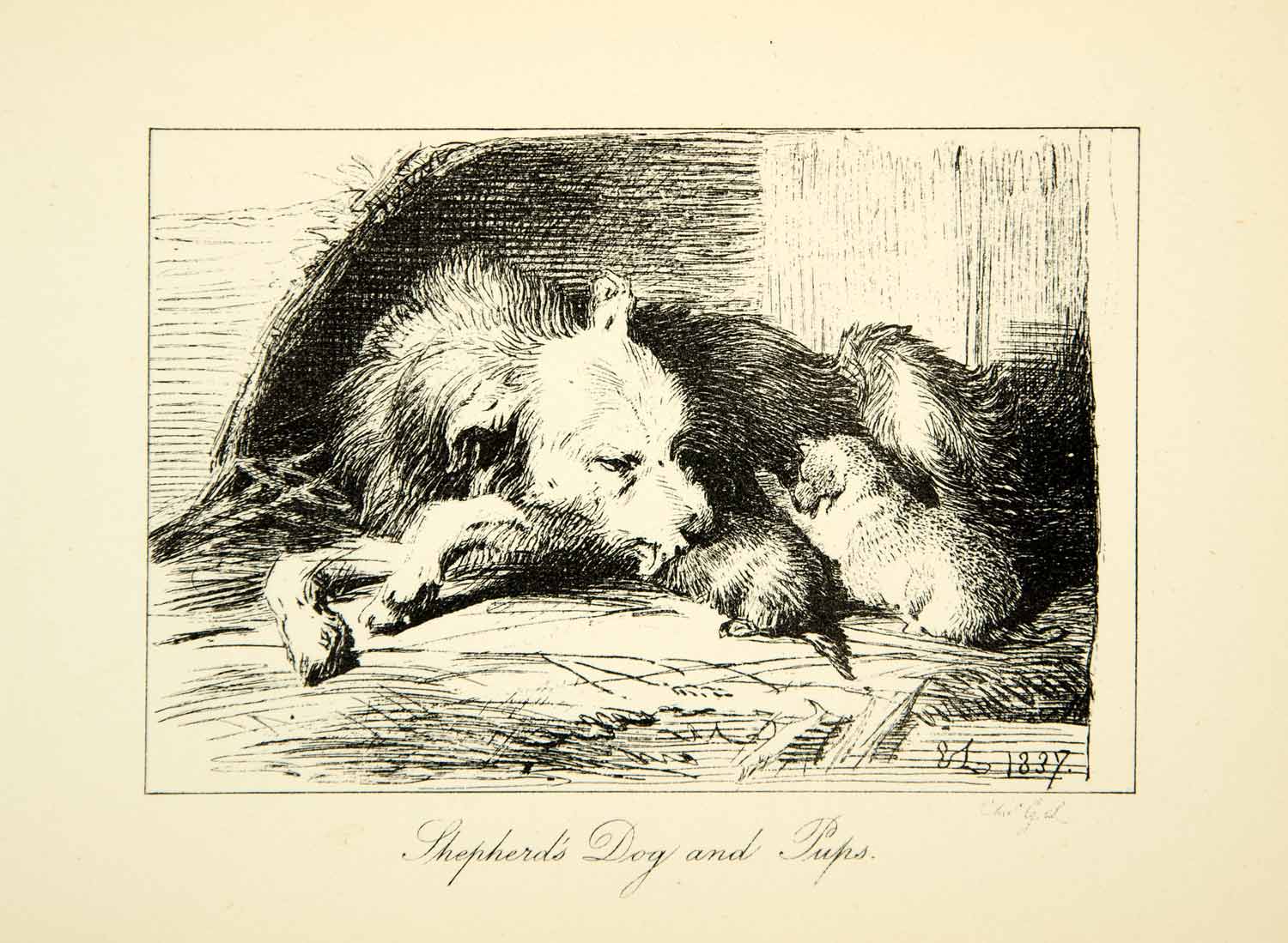 1883 Photolithograph Shepherd's Dog Puppies Sir Edwin Landseer C G Lewis XACA6