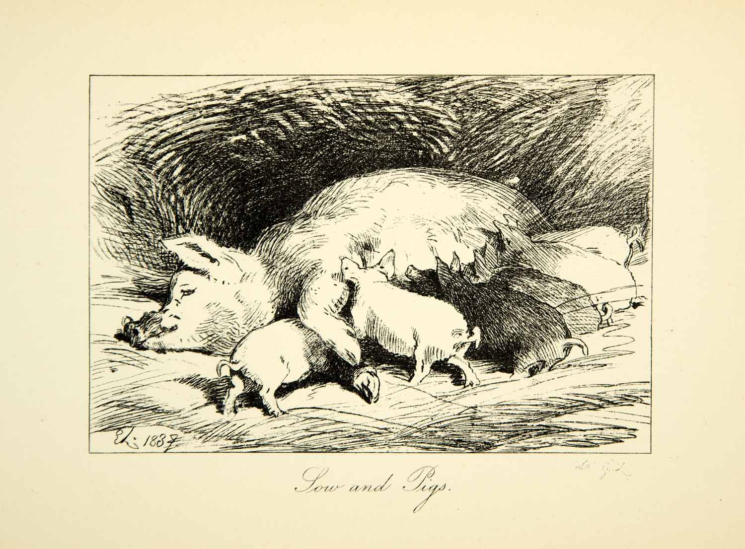 1883 Photolithograph Sow Pig Sir Edwin Landseer C. G. Lewis Feeding Mother XACA6