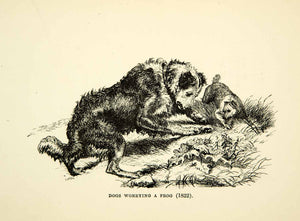 1883 Photolithograph Dogs Worrying Frog Sir Edwin Landseer C. G. Lewis XACA6