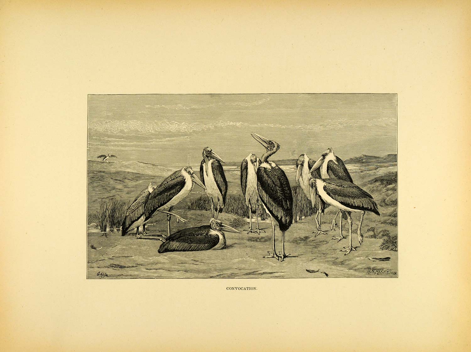 1887 Wood Engraving Convocation Storks Waterfowl Art Birds Henry Stacy XAE1
