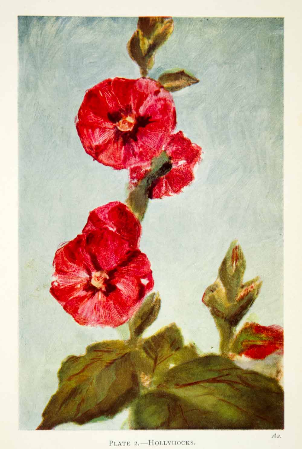 1939 Color Print Hollyhock Flower Floral Botanical Red Nature Pink Len A XAEA7