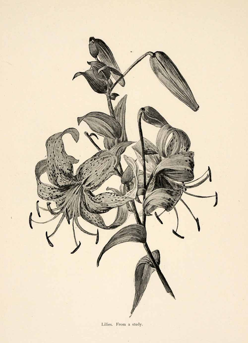 1898 Print Lily Flowers Geraldine Jacoba van de Sande Bakhuyzen Art XAI8