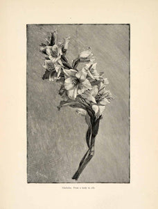 1898 Wood Engraving Geraldine Jacoba Van De Sande Bakhuyzen Art Galdiolus XAI8