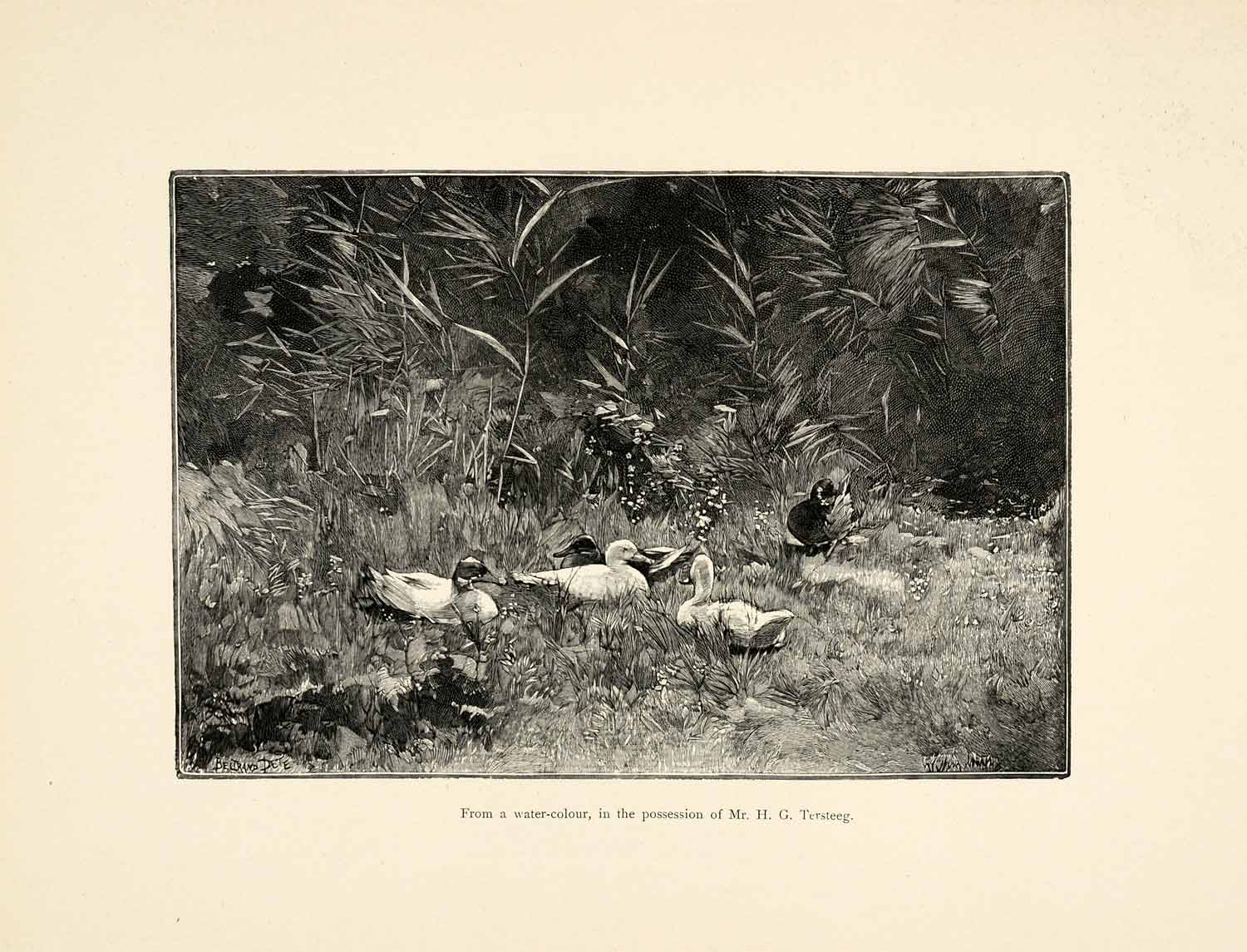 1899 Wood Engraving Ducks Scenery Animal Dutch Paint William Maris XAI9
