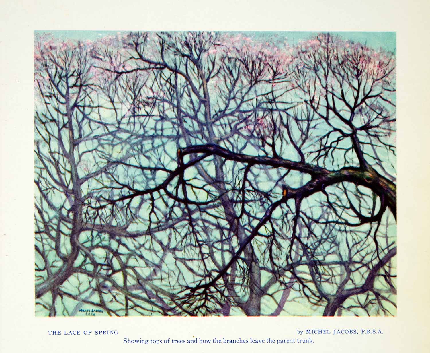 1956 Print Michel Jacobs Lace Of Spring Trees Blossoms Branches Botanical XAIA3