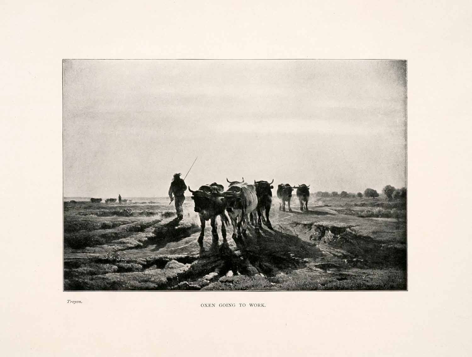 1903 Print Oxen Working Plowing Till Herd Animals Wildlife Farm Constant XAJ7