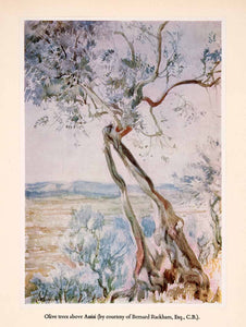 1960 Tipped-In Print Arthur Rackham Artwork Olive Trees Assisi Italy XAN8
