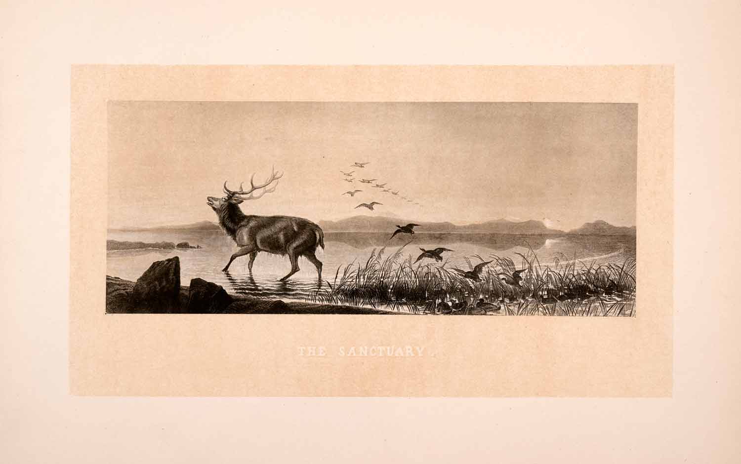1876 Heliogravure Sir Edwin Henry Landseer Wildlife Art Reindeer Birds XAP1