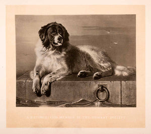 1876 Heliogravure Edwin Henry Landseer Pet Art Newfoundland Dog Humane XAP1