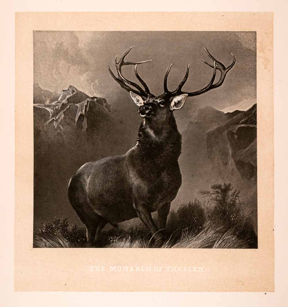 1876 Heliogravure Sir Edwin Landseer Wildlife Art Stag Deer Glen Monarch XAP1