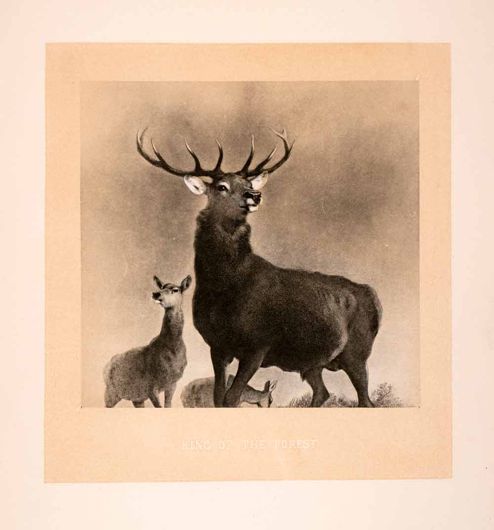 1876 Heliogravure Sir Edwin Henry Landseer Wildlife Art Deer Stag Doe XAP1