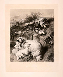1876 Heliogravure Edwin Landseer Wildlife Art Protective Dogs Mountain Goat XAP1