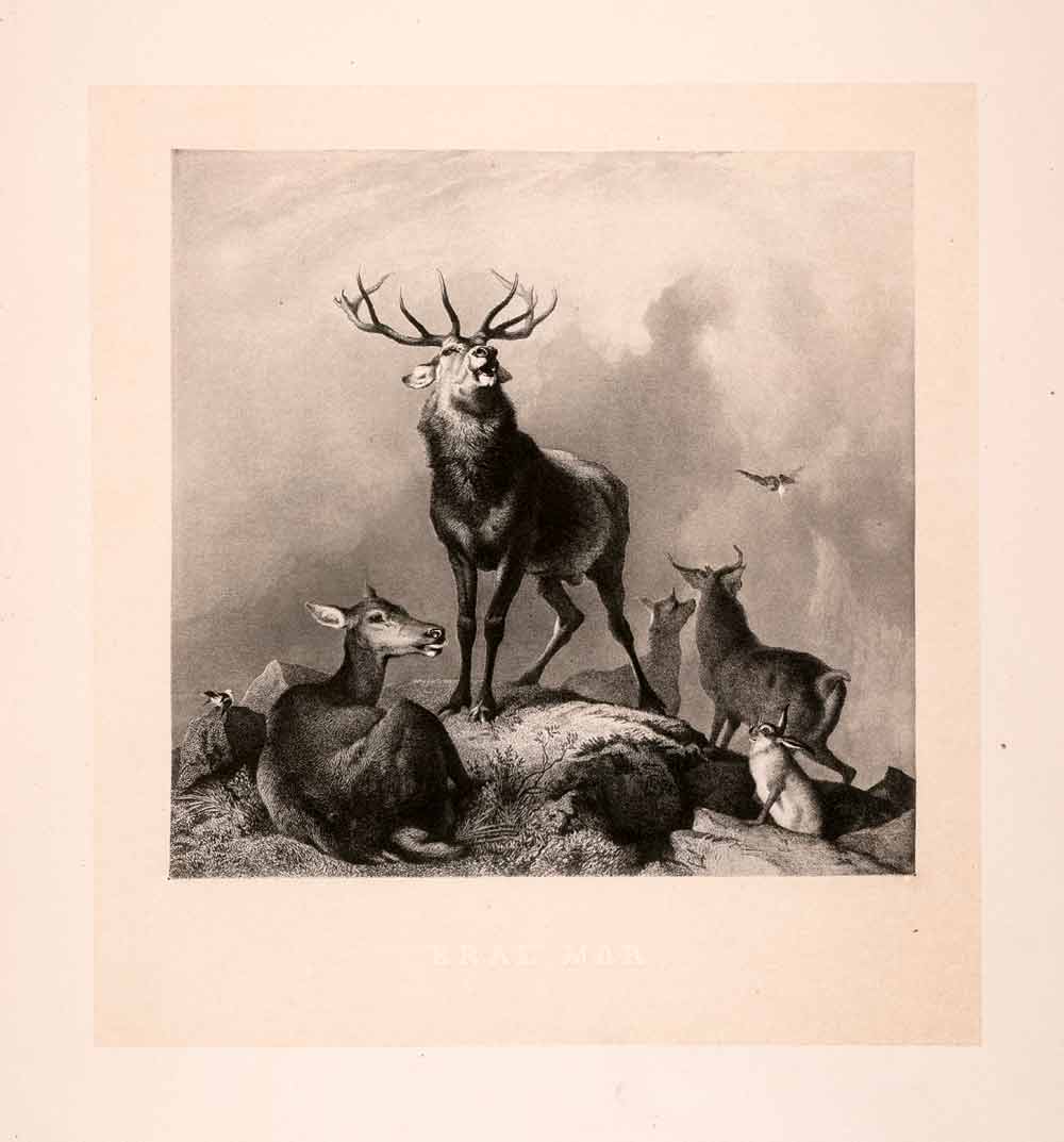 1876 Heliogravure Edwin Landseer Wildlife Art Whitetail Deer Braemar XAP1