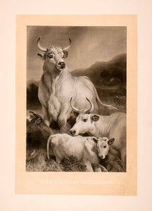1876 Heliogravure Edwin Landseer Wildlife Art Chillingham Cattle Calf XAP1