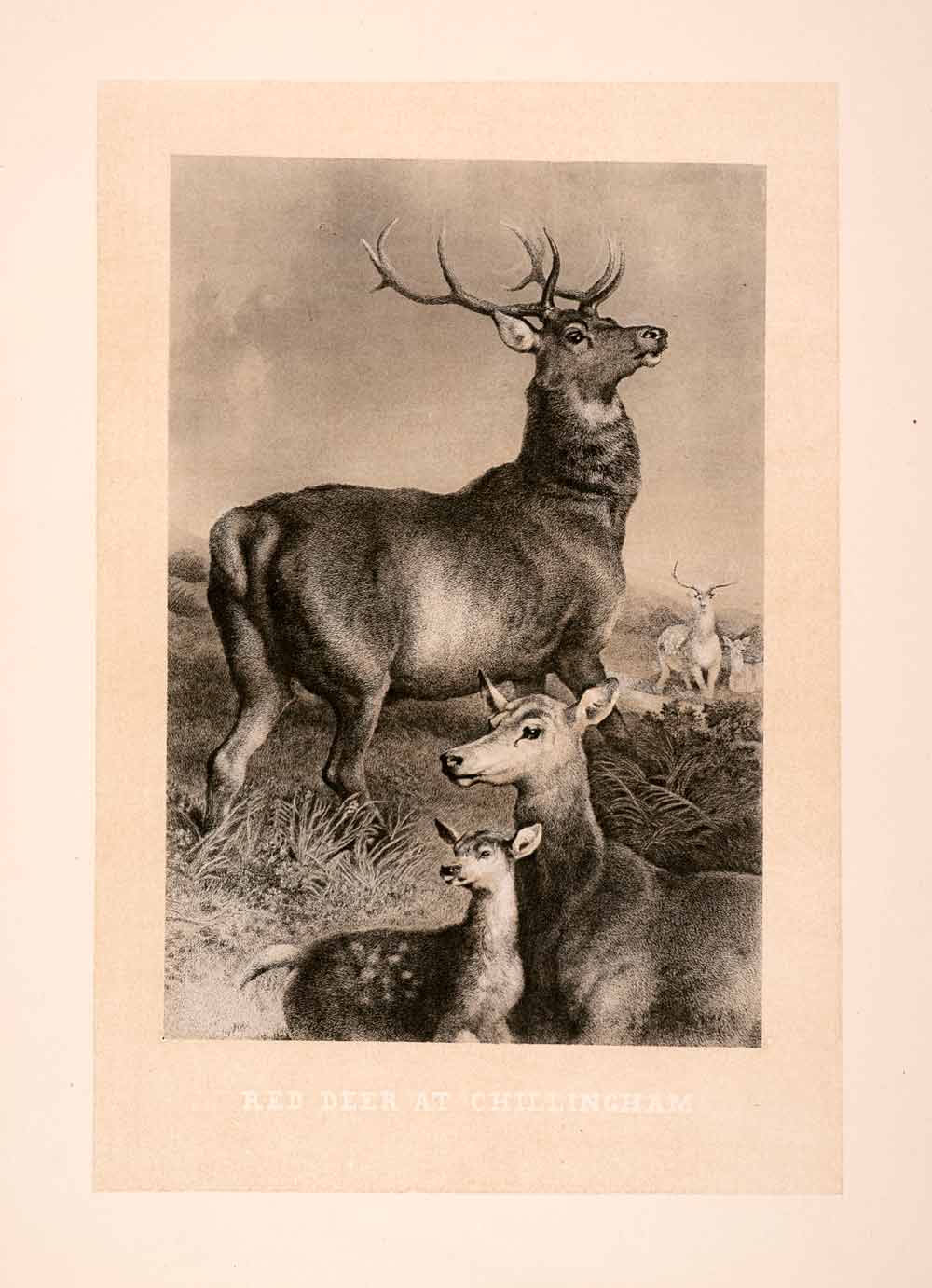 1876 Heliogravure Sir Edwin Landseer Wildlife Art Red Deer Stag Doe XAP1
