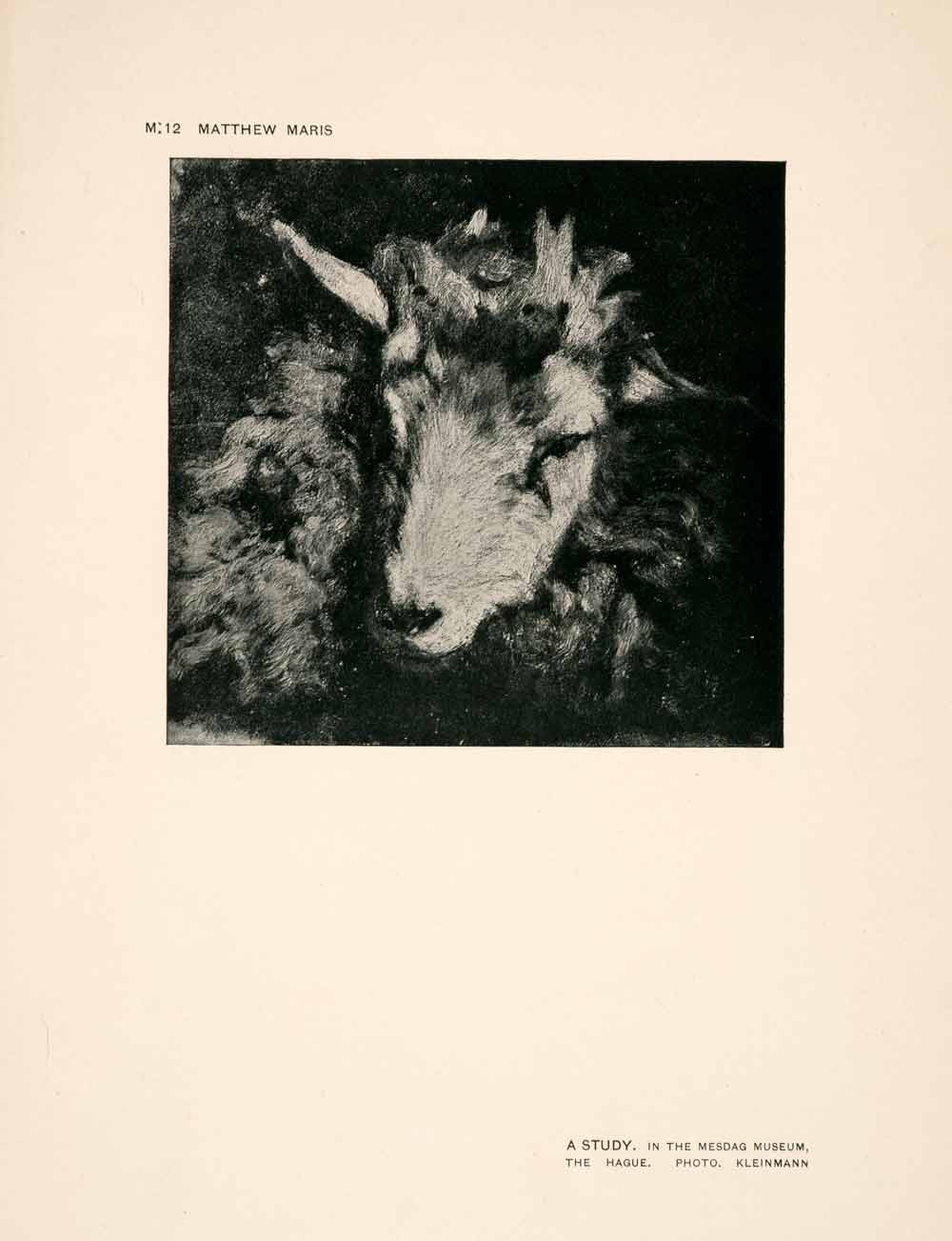 1907 Halftone Print Sheep Animal Wool Art A Study Livestock Ewe Agriculture XAP7