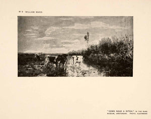 1907 Halftone Print Cows Ditch Stream Pasture Farm Ranch Herd Agriculture XAP7