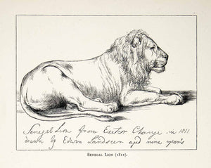 1877 Print Edwin Landseer Wildlife Art Animal Pencil Drawing Senegal Lion XAW4 - Period Paper
