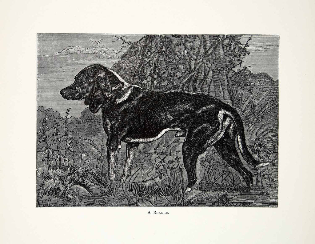 1877 Wood Engraving Sir Edwin Landseer Art Beagle Dog Domesticated Pet XAW4 - Period Paper
