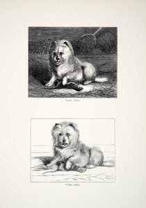 1877 Wood Engraving Edwin Landseer Pet Art 1820s Scottish Terrier Dogs XAW4