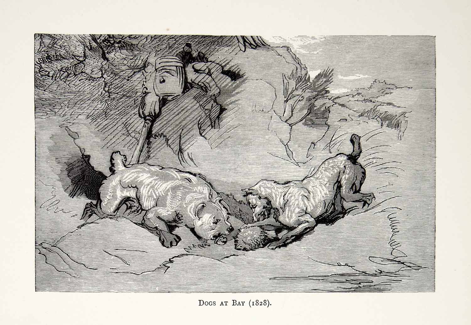 1877 Wood Engraving Edwin Landseer Wildlife Art Dogs Playing Porcupine 1828 XAW4