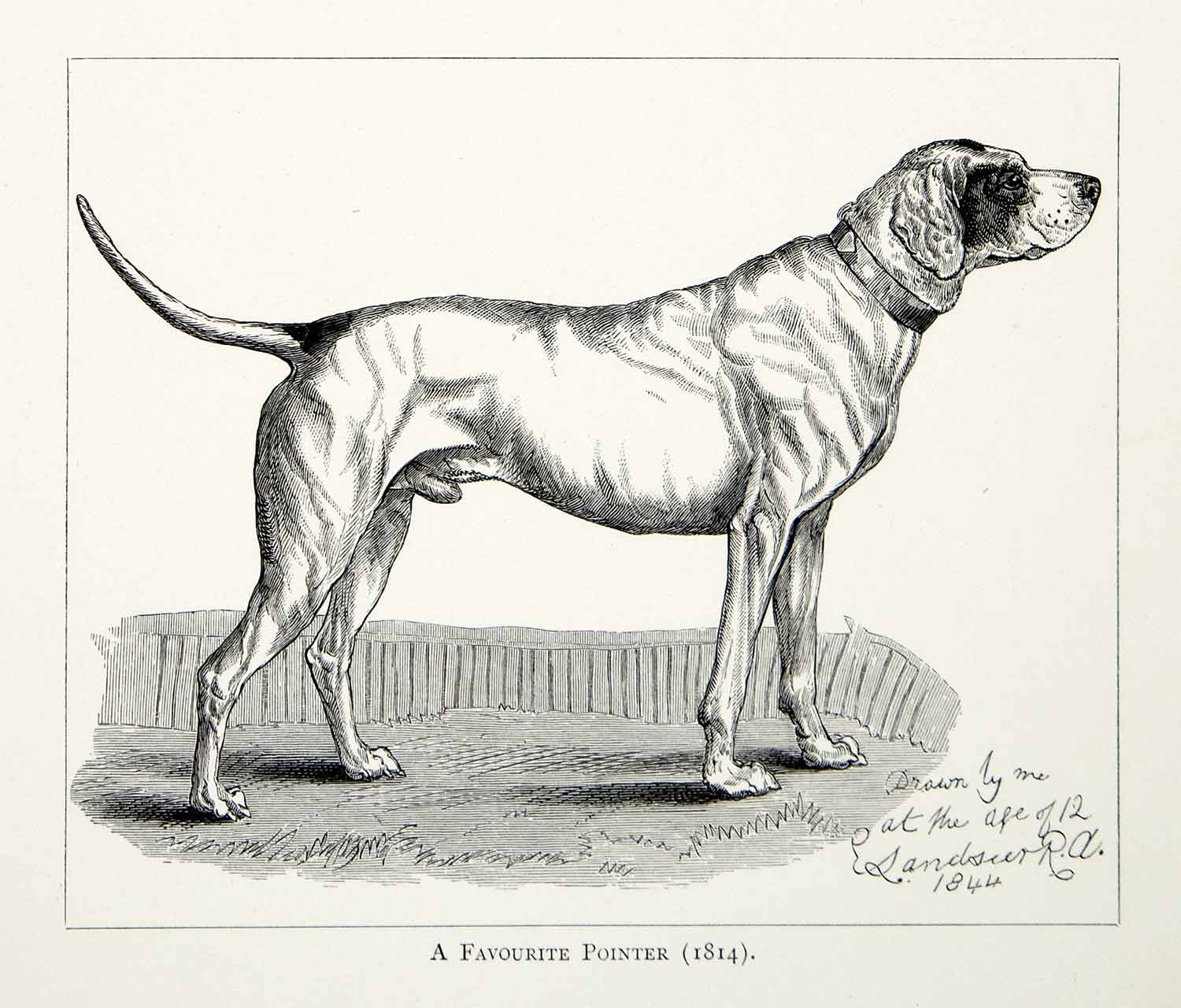 Pets (Domesticated) – Period Paper Historic Art LLC