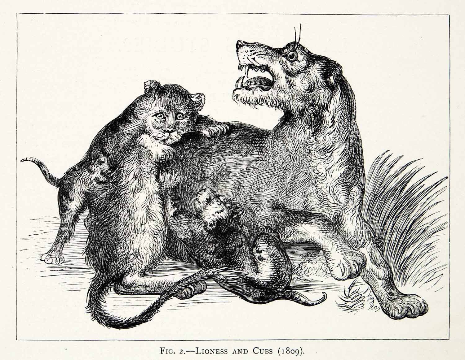 1877 Wood Engraving Edwin Landseer Wildlife 1908 Art Lioness Cubs Baby XAW4