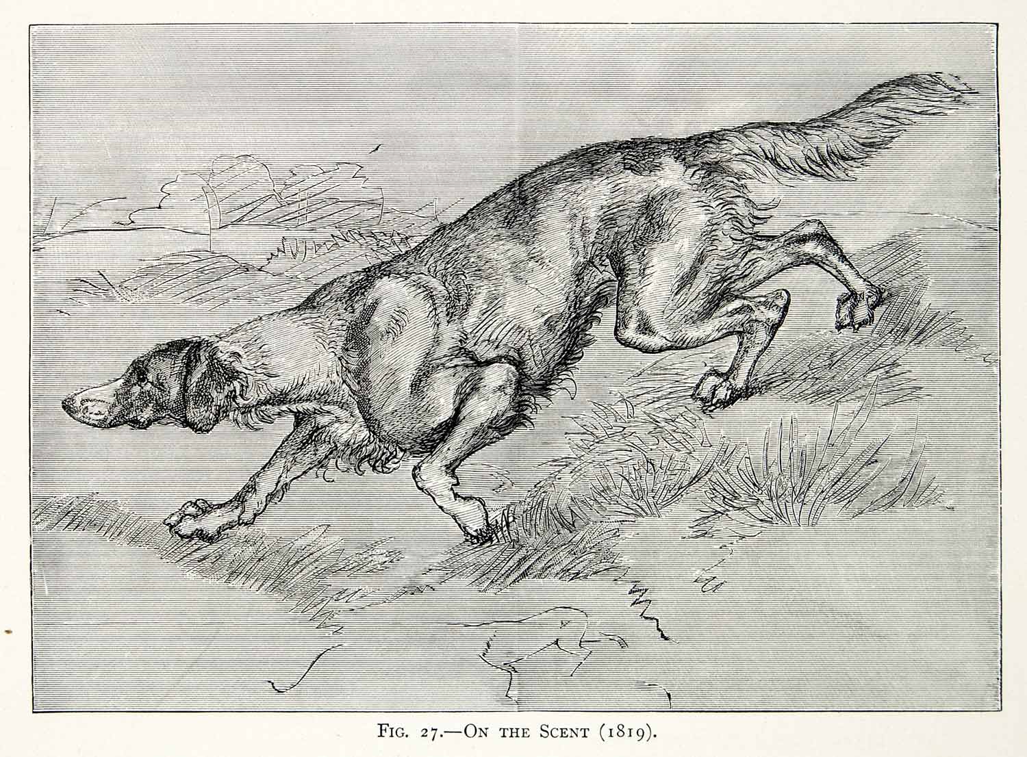 1877 Wood Engraving Edwin Landseer 1819 Art Hunting Pointer Dog Scent Hound XAW4