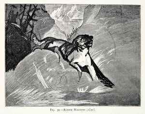 1877 Wood Engraving Sir Edwin Landseer 1820 Art Running Alpine Mastiff Dog XAW4