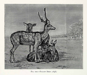 1877 Wood Engraving Edwin Landseer Wildlife Art 1838 Fallow Deer Buck Doe XAW4