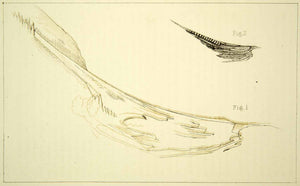 1872 Lithograph John Ruskin Debris Curvature Natural History Scientific Art XAZ2