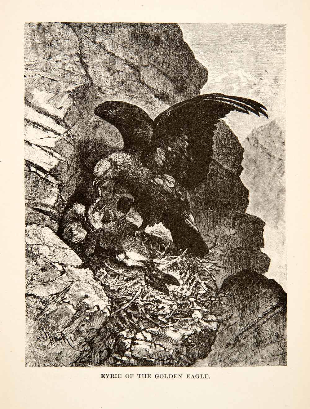 1881 Wood Engraving Nest Eyrie Golden Eagle Switzerland Mountain Animal XEI4