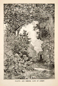 1881 Wood Engraving Landscape Plants Shrubs Lake Geneva Switzerland Scenery XEI4
