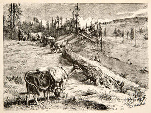 1881 Wood Engraving Cattle Graze Mountain Pasture Switzerland Landscape XEI4