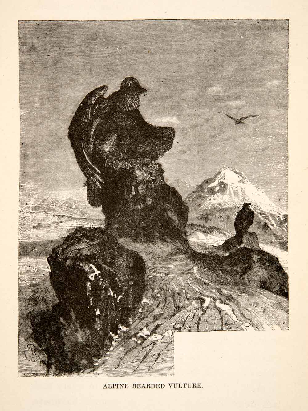 1881 Wood Engraving Alpine Bearded Vulture Switzerland Wildlife Animal XEI4